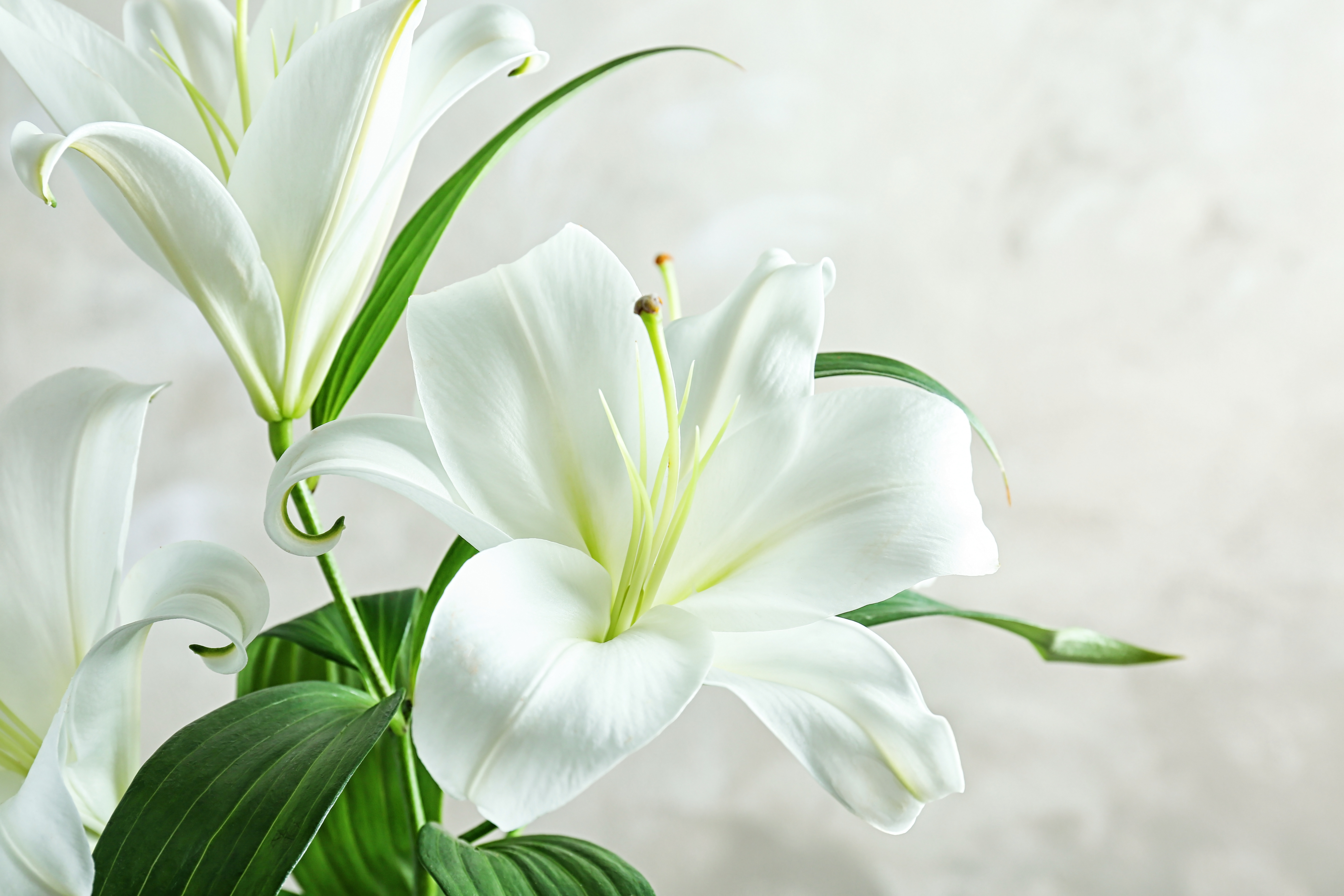 Easter Lilies