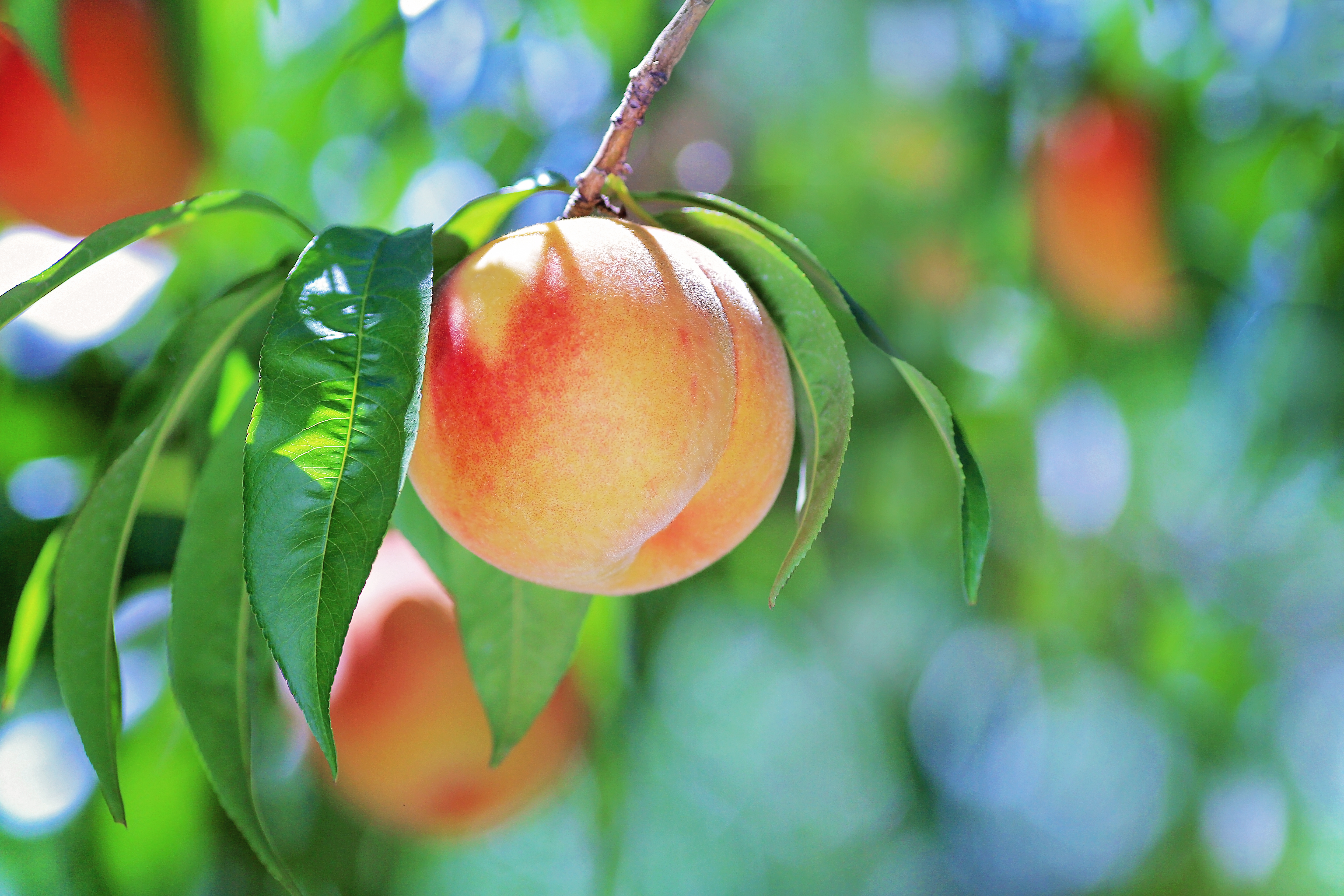 Red Haven Peach