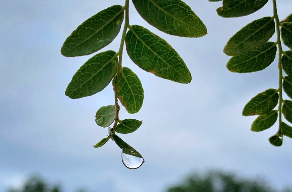 raindrop poised on the end of a leaf