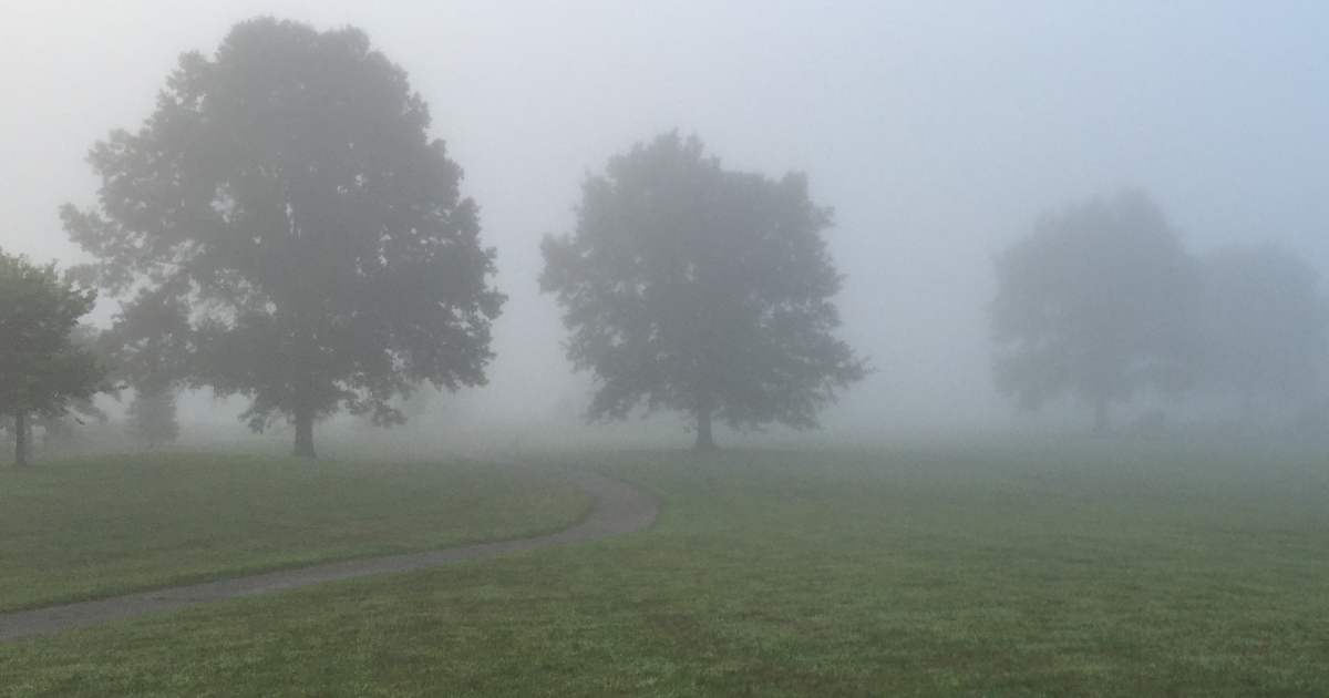 Foggy field with trees