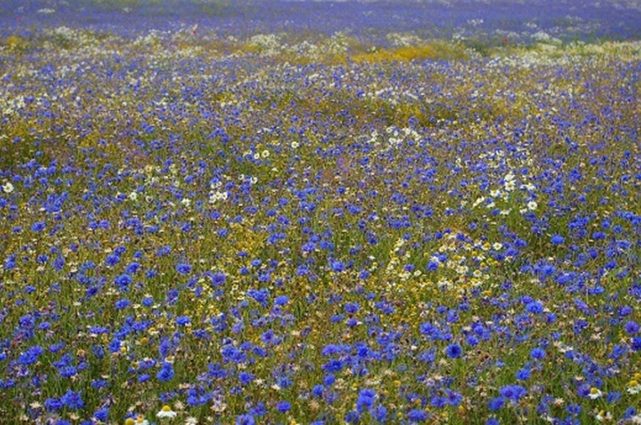 A field of blue cornflowers.