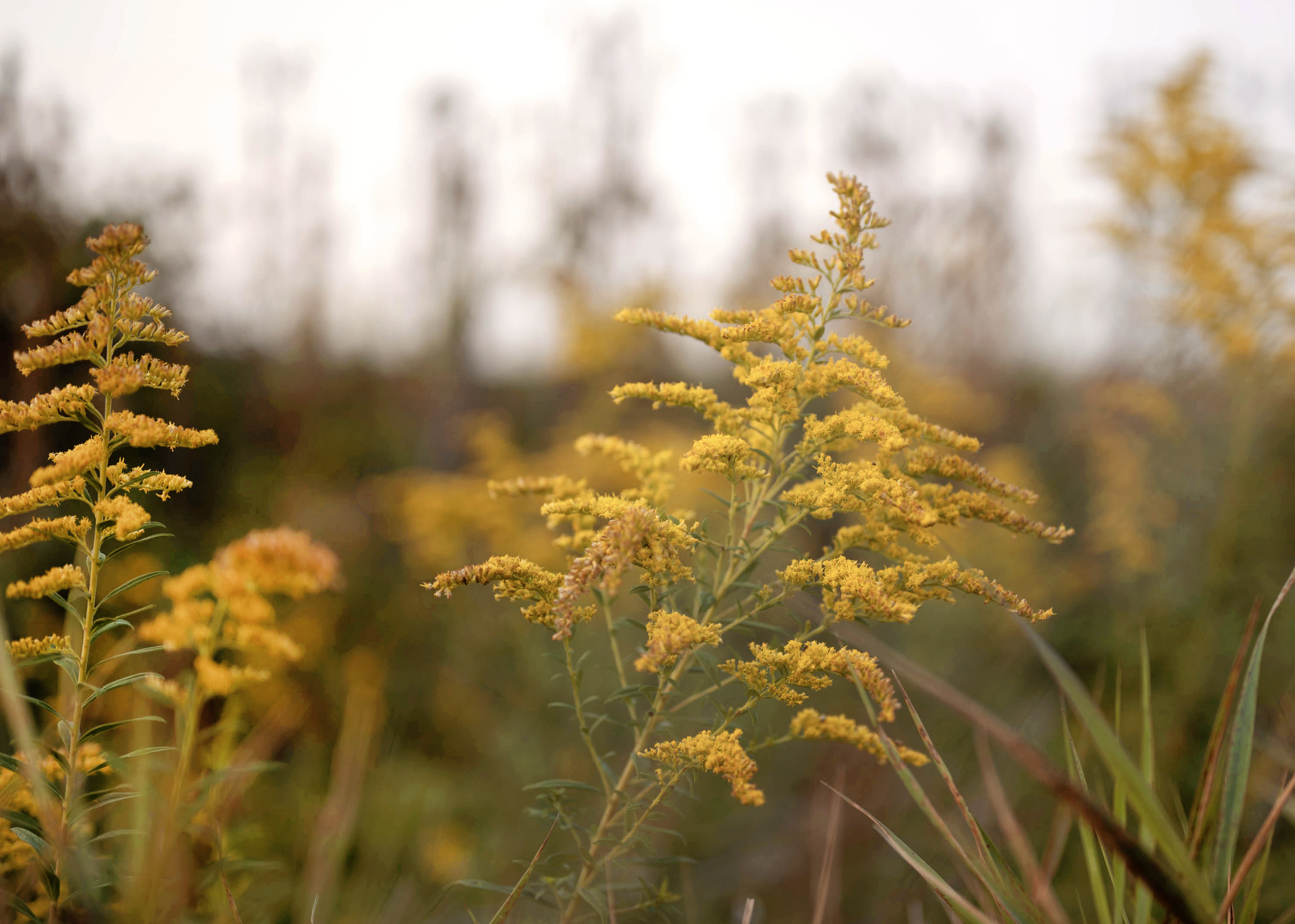 goldenrod