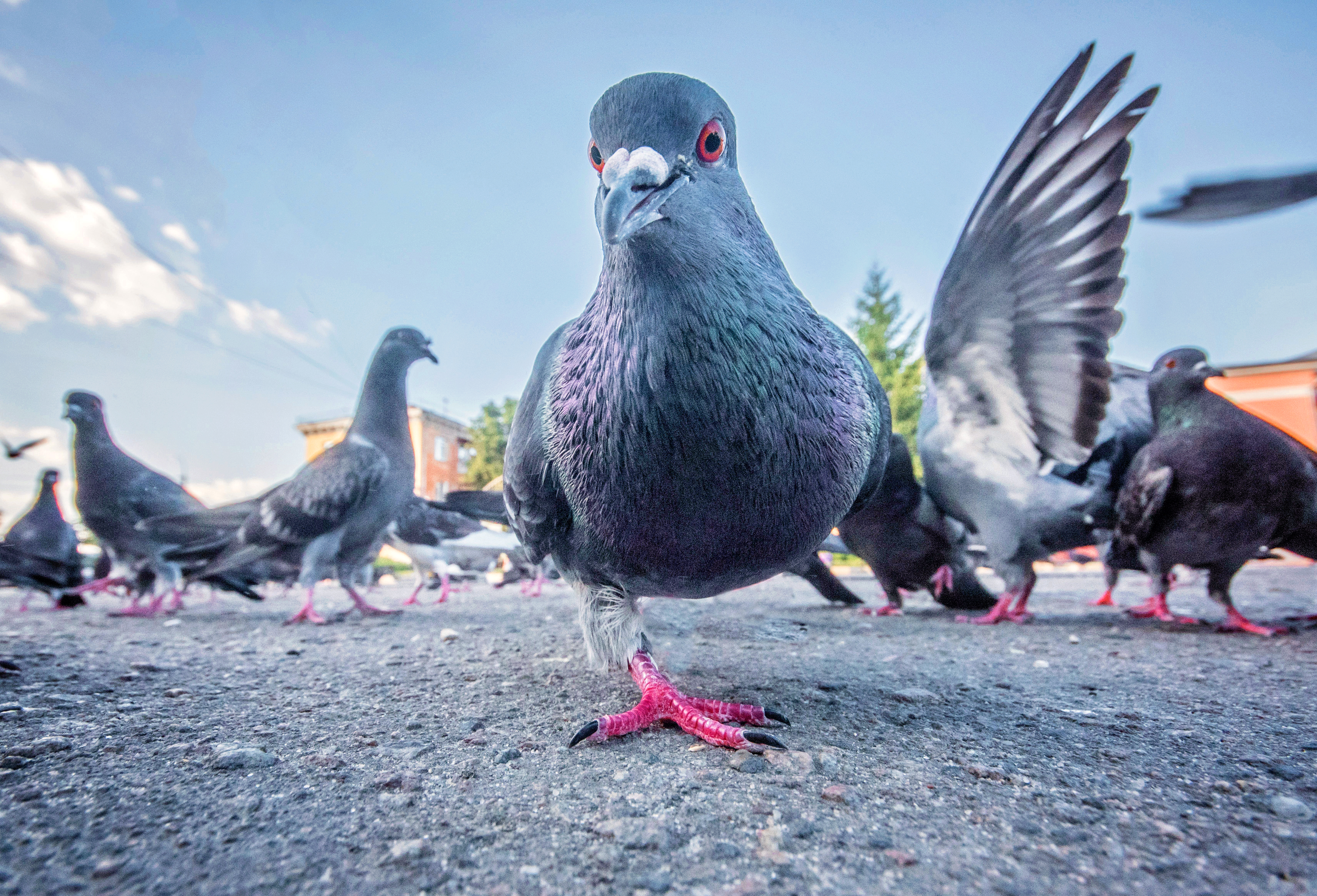 one-legged pigeon