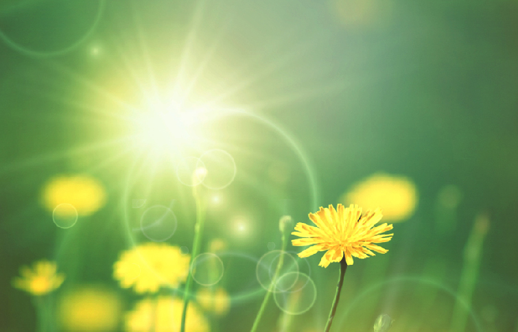 dandelion and sunshine