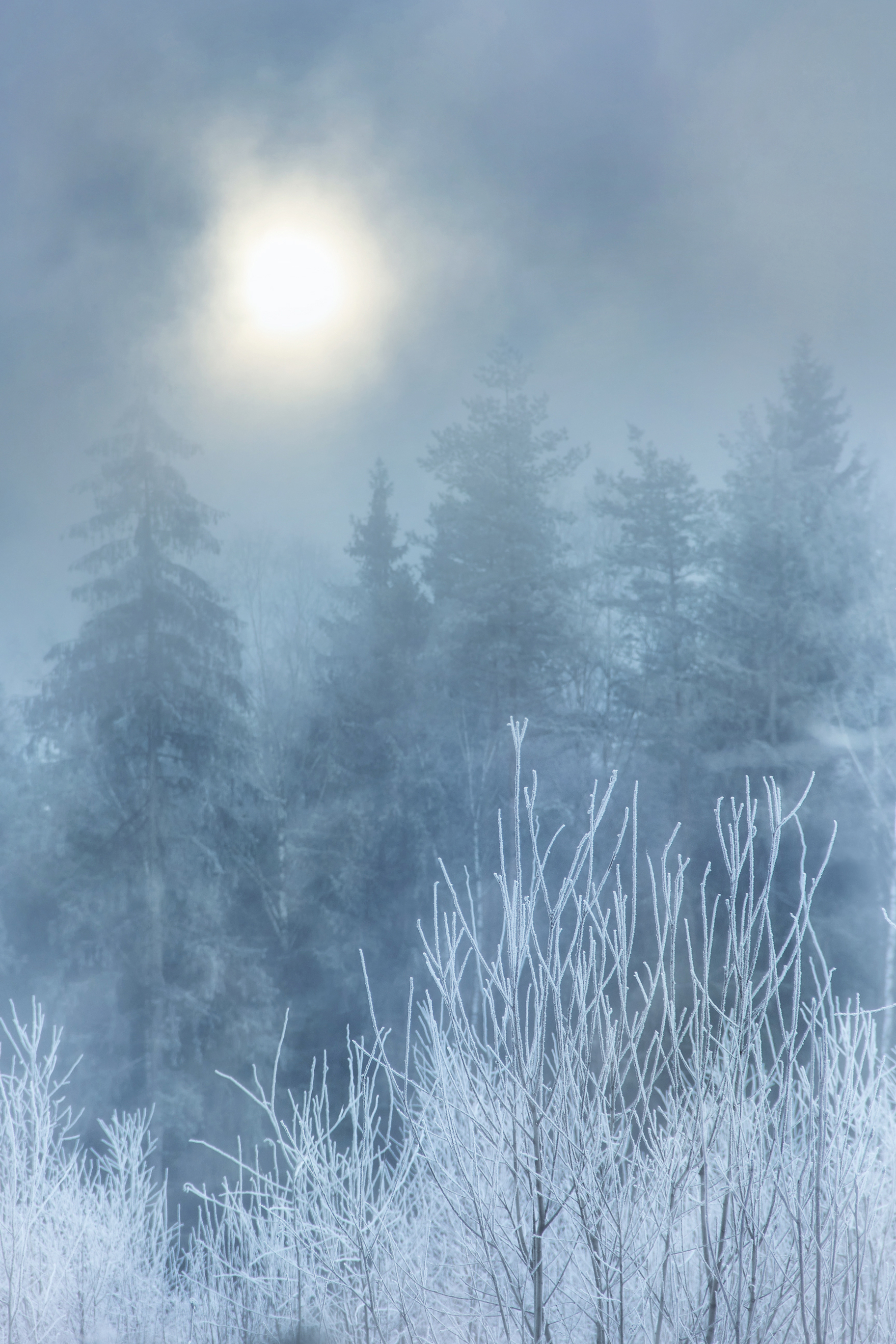 A winter forest
