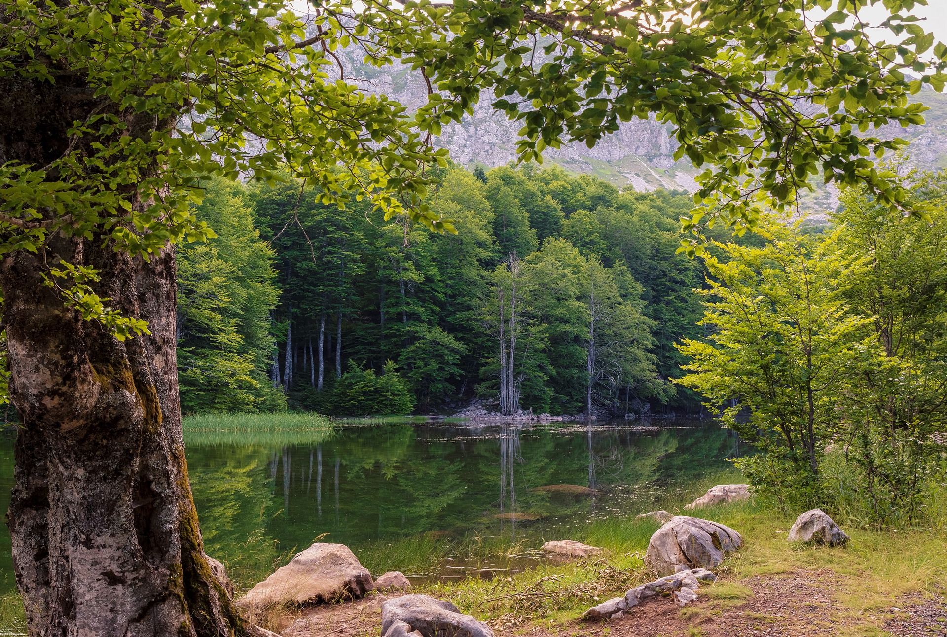 green trees and pond