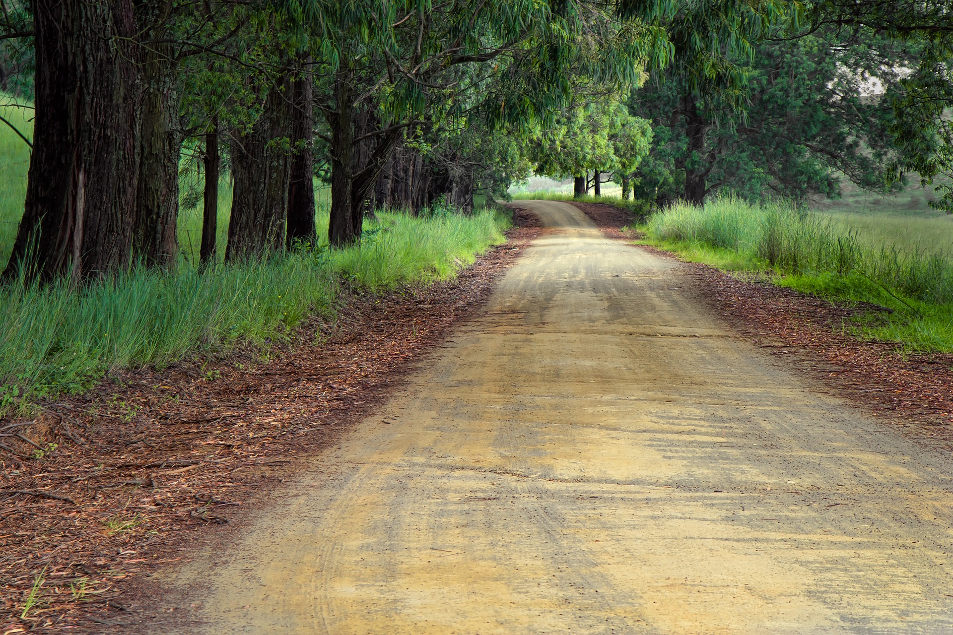 a tree-lined dirt road in the country